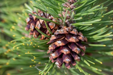 Bir daldaki olgun çam kozalağı tohumlarını rüzgârla yayıyor sincaplar ve diğer kemirgenler için lezzetli bir atıştırmalık olarak doğal bir ormanda yeni çam ağaçlarına, taze yeşil bir Noel sembolü ile büyüyor.
