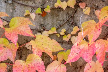 Sonbaharda renkli yapraklar ve düşüşler arka planda parlak bir şekilde parlar ve güneş ışığında yaprak damarlarını turuncu, kırmızı ve sarı renklerle gösterir soğuk mevsimde doğanın güzel bir tarafı olarak.