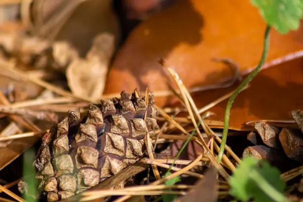 Cônes Pin Feuilles Tombées Dans Forêt — Photo