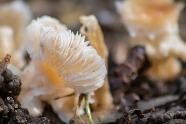 Cogumelos Grandes Uma Floresta Encontrada Passeio Cogumelo Outono Com Folhagem — Fotografia de Stock