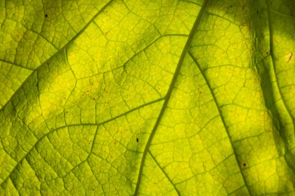 Yeşil Yaprak Arkaplan Dokusu — Stok fotoğraf