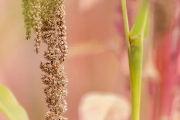 Close Tiro Ramos Plantas Floresta — Fotografia de Stock