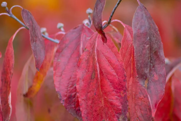 秋には色とりどりの葉がバックライトで輝き 寒い季節には自然の美しい側面としてオレンジ 黄色で太陽の下で葉の静脈を示します — ストック写真