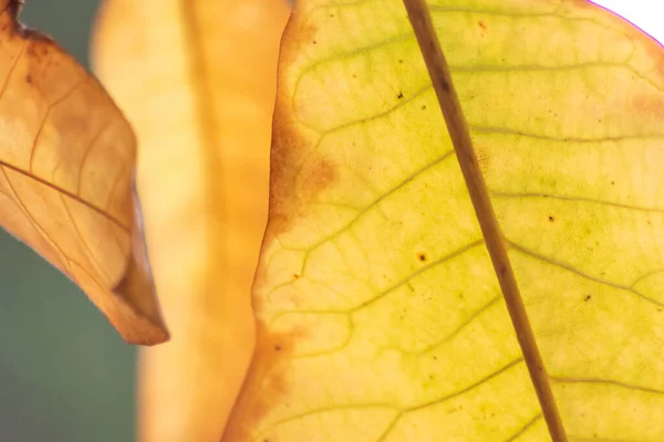 Bunte Blätter Herbst Und Herbst Leuchten Hell Gegenlicht Und Zeigen — Stockfoto