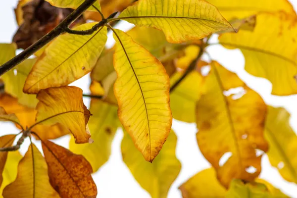 Sonbaharda renkli yapraklar ve düşüşler arka planda parlak bir şekilde parlar ve güneş ışığında yaprak damarlarını turuncu, kırmızı ve sarı renklerle gösterir soğuk mevsimde doğanın güzel bir tarafı olarak.