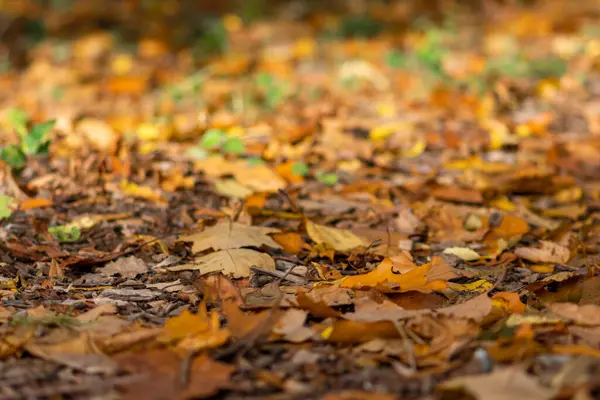 ormandaki yere düşen sonbahar yaprakları