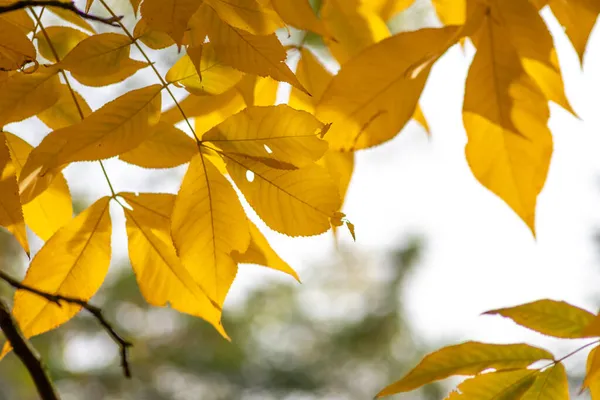 Sonbaharda renkli yapraklar ve düşüşler arka planda parlak bir şekilde parlar ve güneş ışığında yaprak damarlarını turuncu, kırmızı ve sarı renklerle gösterir soğuk mevsimde doğanın güzel bir tarafı olarak.
