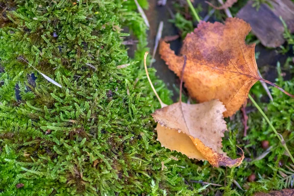 Folhas Outono Caídas Grama Verde Floresta — Fotografia de Stock