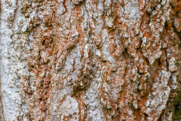 Strom Kůra Textura Pozadí Lese — Stock fotografie