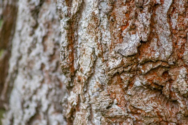 Albero Corteccia Texture Sfondo Nella Foresta — Foto Stock