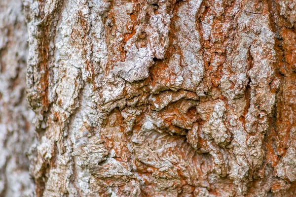 Strom Kůra Textura Pozadí Lese — Stock fotografie