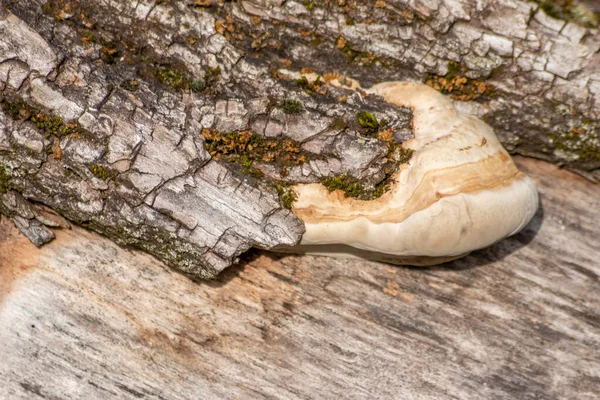 Ormandaki ağaç kabuğunda mantar.