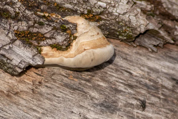 Ormandaki ağaç kabuğunda mantar.