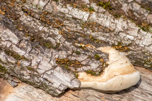 Ormandaki ağaç kabuğunda mantar.