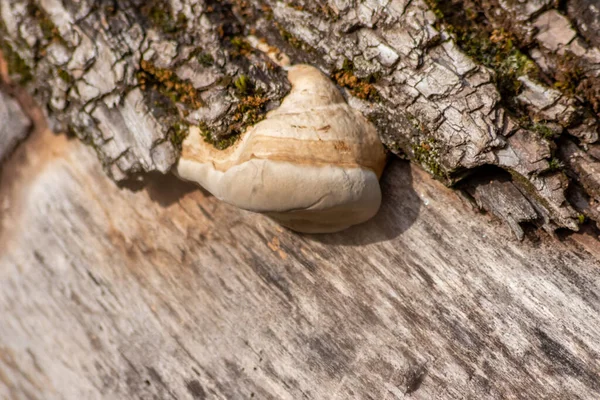 Ormandaki ağaç kabuğunda mantar.