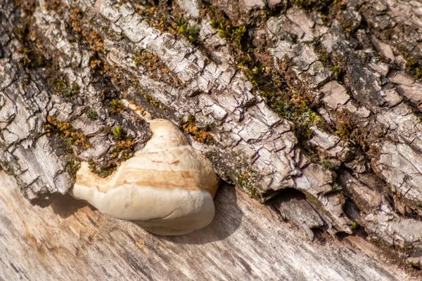 Ormandaki ağaç kabuğunda mantar.