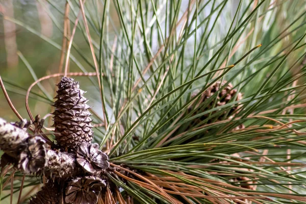支店の熟した松のコーンは クリスマスのシンボルとして新鮮な緑と新しい松の木に成長する自然の森のリスや他のげっ歯類のためのおいしいスナックとして風で種を広げています — ストック写真