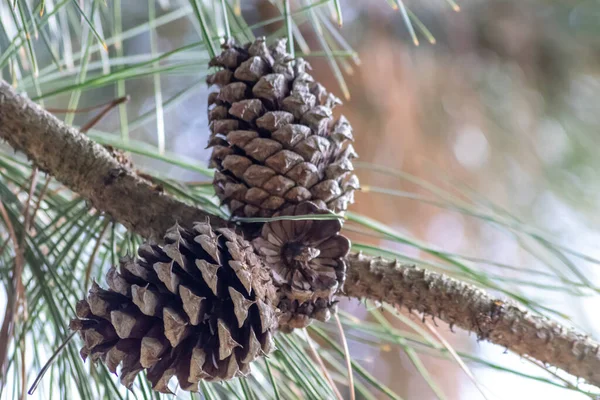 Bir daldaki olgun çam kozalağı tohumlarını rüzgârla yayıyor sincaplar ve diğer kemirgenler için lezzetli bir atıştırmalık olarak doğal bir ormanda yeni çam ağaçlarına, taze yeşil bir Noel sembolü ile büyüyor.