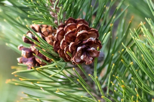 Bir daldaki olgun çam kozalağı tohumlarını rüzgârla yayıyor sincaplar ve diğer kemirgenler için lezzetli bir atıştırmalık olarak doğal bir ormanda yeni çam ağaçlarına, taze yeşil bir Noel sembolü ile büyüyor.