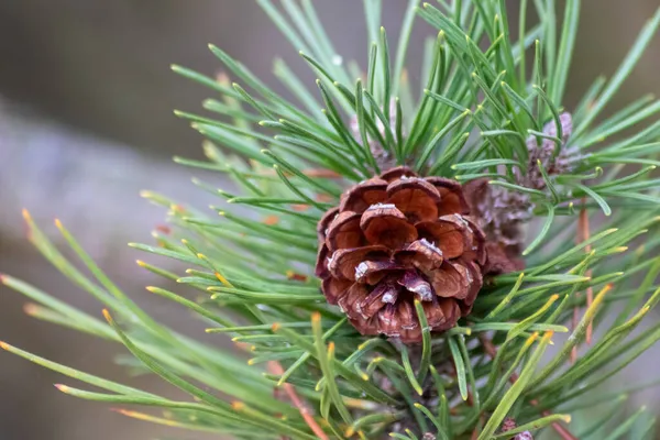 支店の熟した松のコーンは クリスマスのシンボルとして新鮮な緑と新しい松の木に成長する自然の森のリスや他のげっ歯類のためのおいしいスナックとして風で種を広げています — ストック写真