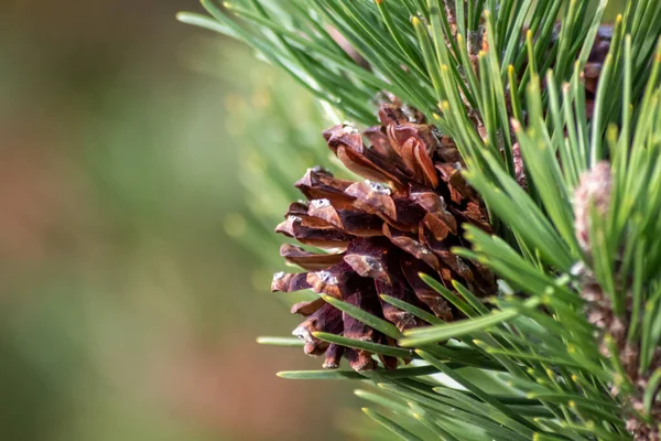 Bir daldaki olgun çam kozalağı tohumlarını rüzgârla yayıyor sincaplar ve diğer kemirgenler için lezzetli bir atıştırmalık olarak doğal bir ormanda yeni çam ağaçlarına, taze yeşil bir Noel sembolü ile büyüyor.