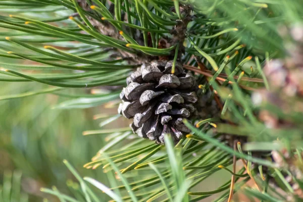 Bir daldaki olgun çam kozalağı tohumlarını rüzgârla yayıyor sincaplar ve diğer kemirgenler için lezzetli bir atıştırmalık olarak doğal bir ormanda yeni çam ağaçlarına, taze yeşil bir Noel sembolü ile büyüyor.
