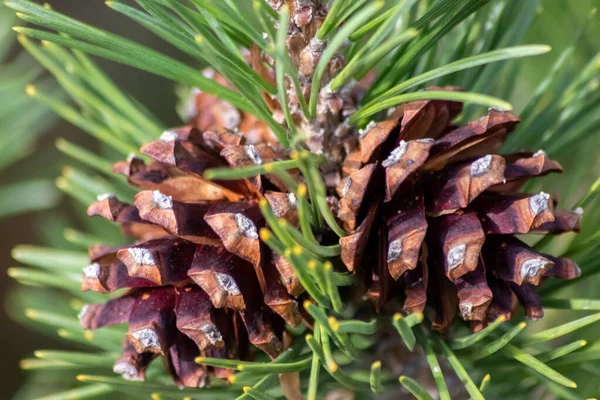 Bir daldaki olgun çam kozalağı tohumlarını rüzgârla yayıyor sincaplar ve diğer kemirgenler için lezzetli bir atıştırmalık olarak doğal bir ormanda yeni çam ağaçlarına, taze yeşil bir Noel sembolü ile büyüyor.