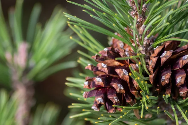 Bir daldaki olgun çam kozalağı tohumlarını rüzgârla yayıyor sincaplar ve diğer kemirgenler için lezzetli bir atıştırmalık olarak doğal bir ormanda yeni çam ağaçlarına, taze yeşil bir Noel sembolü ile büyüyor.