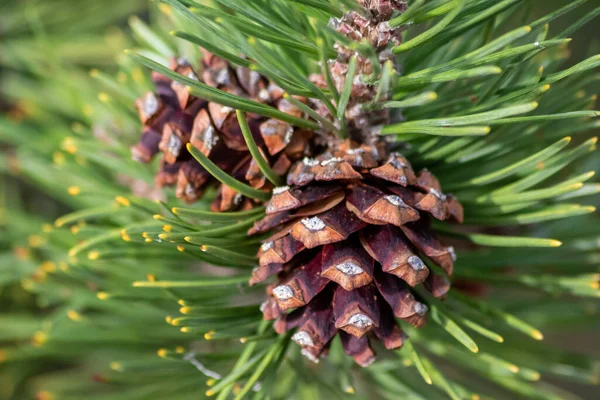 Bir daldaki olgun çam kozalağı tohumlarını rüzgârla yayıyor sincaplar ve diğer kemirgenler için lezzetli bir atıştırmalık olarak doğal bir ormanda yeni çam ağaçlarına, taze yeşil bir Noel sembolü ile büyüyor.