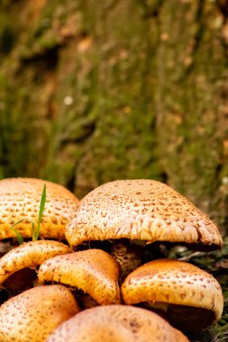 Sonbaharda mantar turunda bulunan mantar mantarları. Mantar mevsiminde yerde kahverengi yapraklar. Lezzetli ama muhtemelen zehirli ve tehlikeli orman meyveleri.