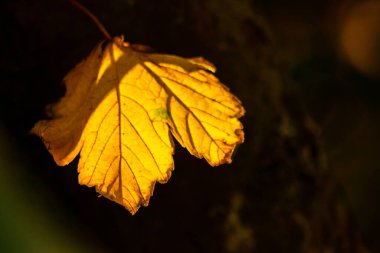 Sonbaharda renkli yapraklar ve sonbaharda ışıldar ve arka planda parlar ve kızılderili yazında yaprak damarlarını gösterirler soğuk mevsimde doğanın güzel tarafı olarak turuncu, kırmızı ve sarı renkleriyle