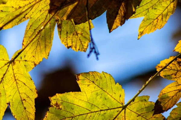 Folhas Coloridas Outono Outono Brilham Backlight Mostram Suas Veias Foliares — Fotografia de Stock