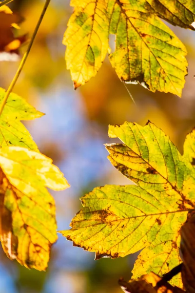 Πολύχρωμα Φύλλα Φθινόπωρο Και Φθινόπωρο Λάμπουν Φωτεινά Στο Πίσω Φως — Φωτογραφία Αρχείου