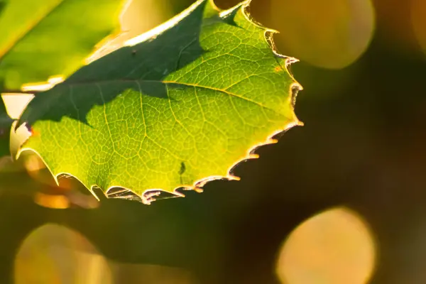 Bunte Blätter Herbst Und Herbst Leuchten Hell Gegenlicht Und Zeigen — Stockfoto