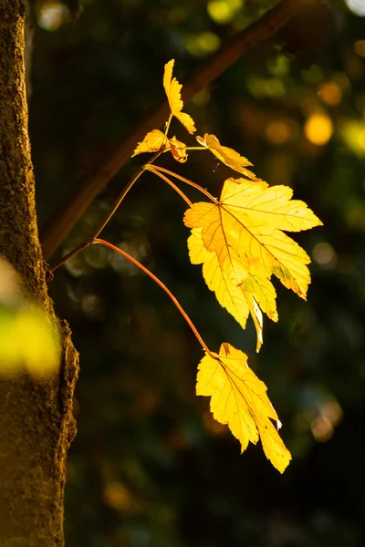Πολύχρωμα Φύλλα Φθινόπωρο Και Φθινόπωρο Λάμπουν Φωτεινά Στο Πίσω Φως — Φωτογραφία Αρχείου