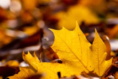 Sonbaharda renkli yapraklarla romantik sonbahar havası, güneş ışığında turuncu, kırmızı ve sarı renklerle parıldıyor. Hindistan 'ın yaz mevsiminde sıcacık renklerle ve makro yapraklarla birlikte doğanın güzel bir tarafı olarak.