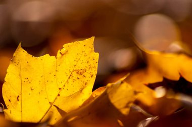 Sonbaharda renkli yapraklarla romantik sonbahar havası, güneş ışığında turuncu, kırmızı ve sarı renklerle parıldıyor. Hindistan 'ın yaz mevsiminde sıcacık renklerle ve makro yapraklarla birlikte doğanın güzel bir tarafı olarak.