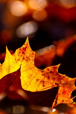 Sonbaharda renkli yapraklarla romantik sonbahar havası, güneş ışığında turuncu, kırmızı ve sarı renklerle parıldıyor. Hindistan 'ın yaz mevsiminde sıcacık renklerle ve makro yapraklarla birlikte doğanın güzel bir tarafı olarak.