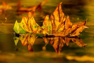 Renkli yapraklarla dolu romantik sonbahar havası. Sonbaharda güneş ışığı altında, turuncu ve sarı renkler Hint yaz mevsiminde gölette yüzerken güzel bir yansıma gibi.