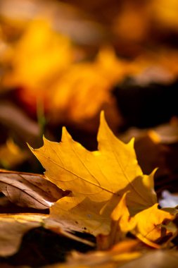 Sonbaharda renkli yapraklarla romantik sonbahar havası, güneş ışığında turuncu, kırmızı ve sarı renklerle parıldıyor. Hindistan 'ın yaz mevsiminde sıcacık renklerle ve makro yapraklarla birlikte doğanın güzel bir tarafı olarak.