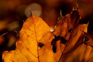 Sonbaharda renkli yapraklarla romantik sonbahar havası, güneş ışığında turuncu, kırmızı ve sarı renklerle parıldıyor. Hindistan 'ın yaz mevsiminde sıcacık renklerle ve makro yapraklarla birlikte doğanın güzel bir tarafı olarak.
