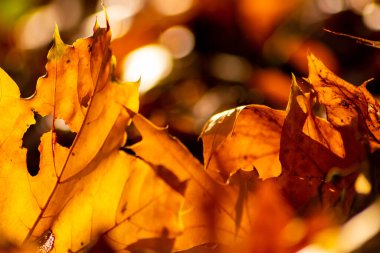 Sonbaharda renkli yapraklarla romantik sonbahar havası, güneş ışığında turuncu, kırmızı ve sarı renklerle parıldıyor. Hindistan 'ın yaz mevsiminde sıcacık renklerle ve makro yapraklarla birlikte doğanın güzel bir tarafı olarak.