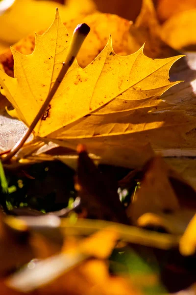 Ambiente Romántico Otoño Con Hojas Coloridas Otoño Brillan Brillantes Luz — Foto de Stock