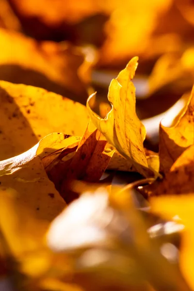 Ambiente Romántico Otoño Con Hojas Coloridas Otoño Brillan Brillantes Luz — Foto de Stock