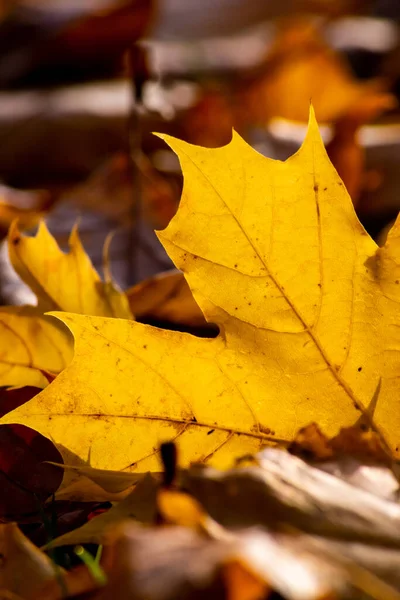 Romantic Autumn Mood Colorful Leaves Fall Shine Bright Sunlight Orange — Stock Photo, Image