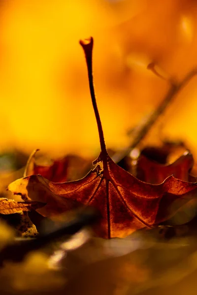 Romantische Herfststemming Met Kleurrijke Bladeren Herfst Schitteren Helder Het Zonlicht — Stockfoto