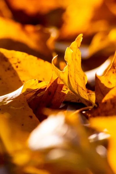Romantische Herbststimmung Mit Bunten Blättern Herbst Leuchten Hell Sonnenlicht Mit Stockfoto