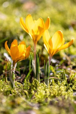 Yeşil çimenlikteki filizlenen sarı kireç çiçekleri, baharda bal arıları ya da sinekler gibi uçan böcekler tarafından polenlenir. Bahçede bulanık arka planda vahşi bir çiçek açan yakın çekim makrosu gibi.