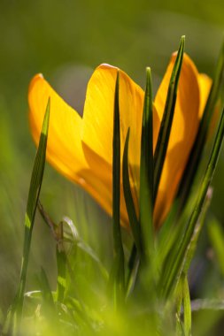 Yeşil çimenlikteki filizlenen sarı kireç çiçekleri, baharda bal arıları ya da sinekler gibi uçan böcekler tarafından polenlenir. Bahçede bulanık arka planda vahşi bir çiçek açan yakın çekim makrosu gibi.