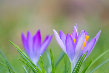 Yeşil çimenlikteki Filigran pembe çiçekleri bal arıları ya da bahar zamanı sinekler gibi uçan böceklerle döllenir. Bahçede bulanık arka plan ile yakın çekim makrosu gibi.